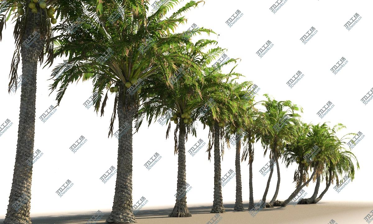 images/goods_img/202104092/Coconut Palm Animated Pack 12 3D/4.jpg